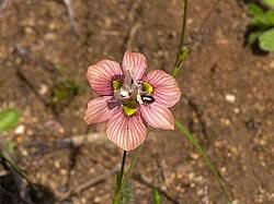 Image result for Moraea bella
