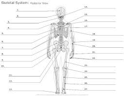 Bones come in many sizes and shapes. Image Result For Blank Skeletal System Bones Diagram Skeletal System Worksheet Skeletal System Anatomy Human Anatomy And Physiology