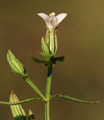 Image result for Canscora alata