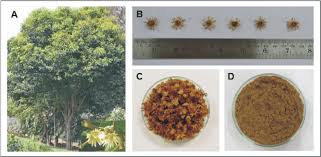 Image result for Mimusops elengi