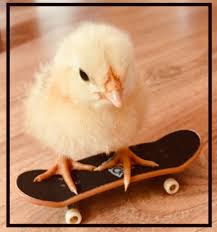 Browse and share the top chicken skateboarding gifs from 2021 on gfycat. Pin On Things I Post