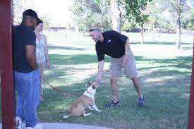 First 4 lessons include commands from basic obedience training. Phoenix Puppy Training In Home Puppy Classes And Obedience School Phoenix Az