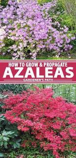 How To Grow And Propagate Azalea And Rhododendron Gardener S Path Azaleas Landscaping Azaleas Garden Plants