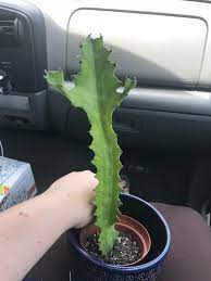 They can get along for years with a bare minimum of moisture and nutrients. Help Me Identify This Handsome Guy I Picked Up Today In De He Looked Like He Was Reaching Out To Me I Couldn T Leave Him Behind Cactus