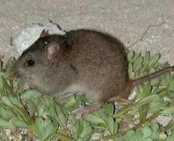 Another Australian Animal Slips Away To Extinction