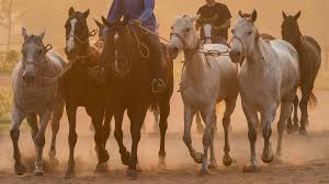 Schoen clinic chelsea virtual appointments. Paid Equine Horse Care Training Course In Australia Oyster Worldwide