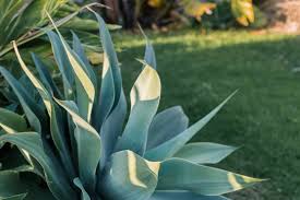 Make sure you feel the soil before watering to check it's completely dry. How To Grow And Care For Agave