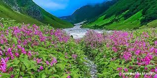 Feast your eyes on vast meadows dotted with vibrant alpine flowers, many streams, and lofty mountains. Valley Of Flowers Trek Uttrakhand 2021 Full Guide Itinerary Deals Online