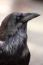 Big Black Birds In Indiana The Raven By J L Gould Raven Bird Raven Spirit Animal