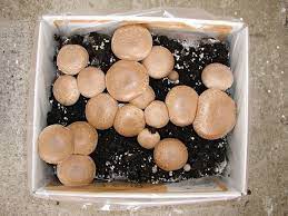 Purchase a complete handy kit. Growing Portobello Mushrooms At Home Ultimate Guide 2019 Edition
