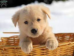 First pick is $300 additional. Golden Shepherd Puppies For Sale Greenfield Puppies