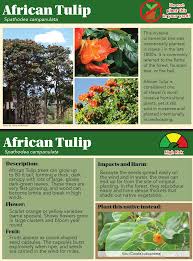 Image result for Spathodea campanulata