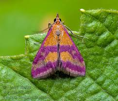 Image result for Pyrausta sanguinalis