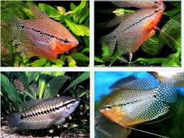 Ikan hias air tawar satu ini paling cantik jika dipelihara dalam jumlah yang banyak karena sifatnya yang berkoloni. Jenis Dan Harga Ikan Sepat Hias Serta Mudahnya Dicampur Dengan Ikan Lainnya