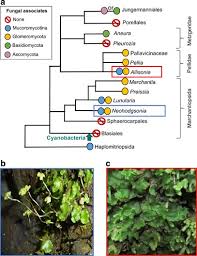 We did not find results for: Functional Analysis Of Liverworts In Dual Symbiosis With Glomeromycota And Mucoromycotina Fungi Under A Simulated Palaeozoic Co 2 Decline The Isme Journal