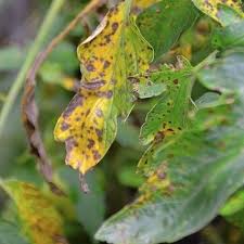 Early Blight Hitting Tomatoes Tomato Blight Tomato Plant Diseases Plant Leaves Turning Yellow