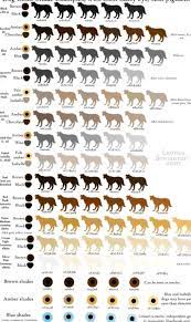 pin on rottweiler puppies