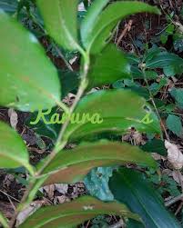 Image result for Dracaena laxissima