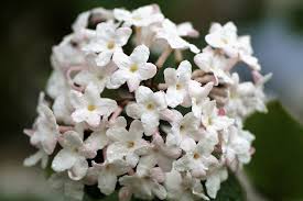 Teme vento, freddo e pioggia. Viburno Viburnum Consigli Coltivazione E Cura