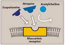 Pharmacological Blog Atropine