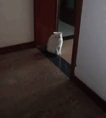 Running Cat In Slow Motion Cats Vs Cucumbers Cute Kitten Gif Crazy Cats