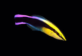 There is a dark horizontal stripe extending the length of. Kaithefishguy On Twitter The Hawaiian Endemic Labroides Pthriophagus Is The Most Beautiful Of Them All The Rainbow Cleaner Wrasse Https T Co Ynl3p5wseg