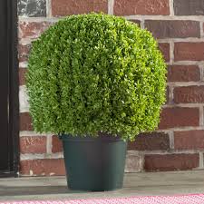Maybe you would like to learn more about one of these? Charlton Home 13 Round Artificial Boxwood Topiary In Pot Reviews Wayfair