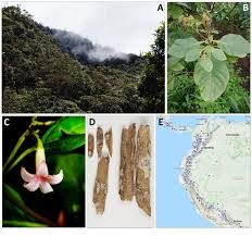 Image result for Cinchona