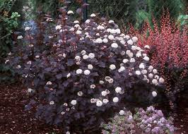 The creation of a microcosm that includes vegetables, fruits, trees, bushes, wheat, flowers. 36 Black Flowers And Plants To Add Drama To Your Garden Balcony Garden Web