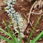 Image result for Chlorophytum africanum