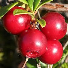Healthy plants and happy customers are our top. Fss Bearberry Extract G