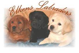White lab puppies in california. Droll Yellow Lab Mix Puppies L2sanpiero
