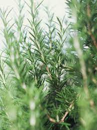 Maybe you would like to learn more about one of these? How To Get Rosemary To Thrive In Winter Hgtv