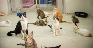 Wooff currently has 3 kittens available for adoption. Cats For Adoption Soi Dog Foundation