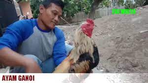 Ada pertengkaran tentang pertarungan sabung ayam yang menyebabkan penembakan, situs web kementerian keamanan publik vietnam melaporkan. Ayambangkok Vietnam Ayam Bangkok Ganoi Belum Terkalahkan Youtube