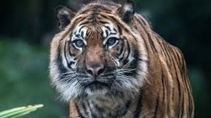 Di indonesia sendiri ada beberapa jenis harimau seperti harimau sumatera, jawa dan bali. Apakah Memakai Topeng Di Punggung Ampuh Hindari Serangan Harimau