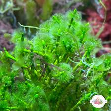 Image result for Macrotyloma tenuiflorum