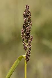 Image result for Echinochloa frumentacea