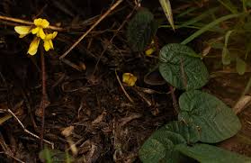 Image result for Eriosema flexuosum