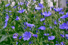 A blue daisy is a perennial flower native to southern africa. Blue Daisy Aster Wild Perennnial Flower 2 Live Plants On 4 Inches Pot Live Plants Patterer Perennial Flowers Plants