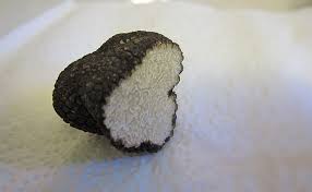 Quelle option vous donnera le plus de. La Truffe D Ete Tuber Aestivum