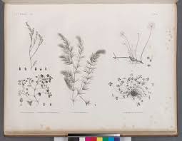 Image result for Marsilea aegyptiaca