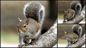 Founded in 1887 and part of the university of north carolina system, it is the largest university in the carolinas. Mammal Gray Squirrel Ncpedia