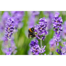 Image result for Lavandula angustifolia Vera