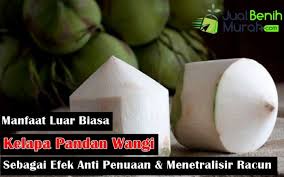 Pohon kelapa membutuhkan air yang cukup banyak untuk mendukung pertumbuhannya. Inilah 8 Manfaat Luar Biasa Yang Layak Anda Ketahui Dari Buah Kelapa Pandan Wangi Thailand Untuk Kesehatan Tubuh Kita Jualbenihmurah Com