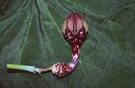 Image result for Ceropegia crassifolia