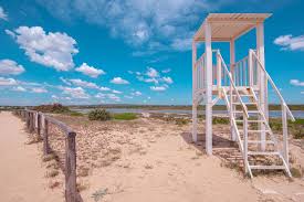 Image result for Monadenium torrei