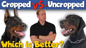 Check spelling or type a new query. Cropped Ears Vs Natural Ears Which Is Better Youtube