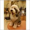 Puppy Short Hair Old English Sheepdog