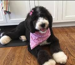 Dog Breeder United States Sterling Brook Doodles Dog Breeder Bernedoodle Puppy Dogs